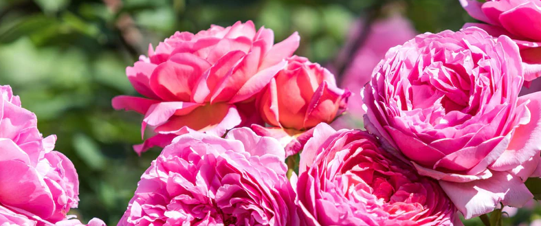 David Austin Roses