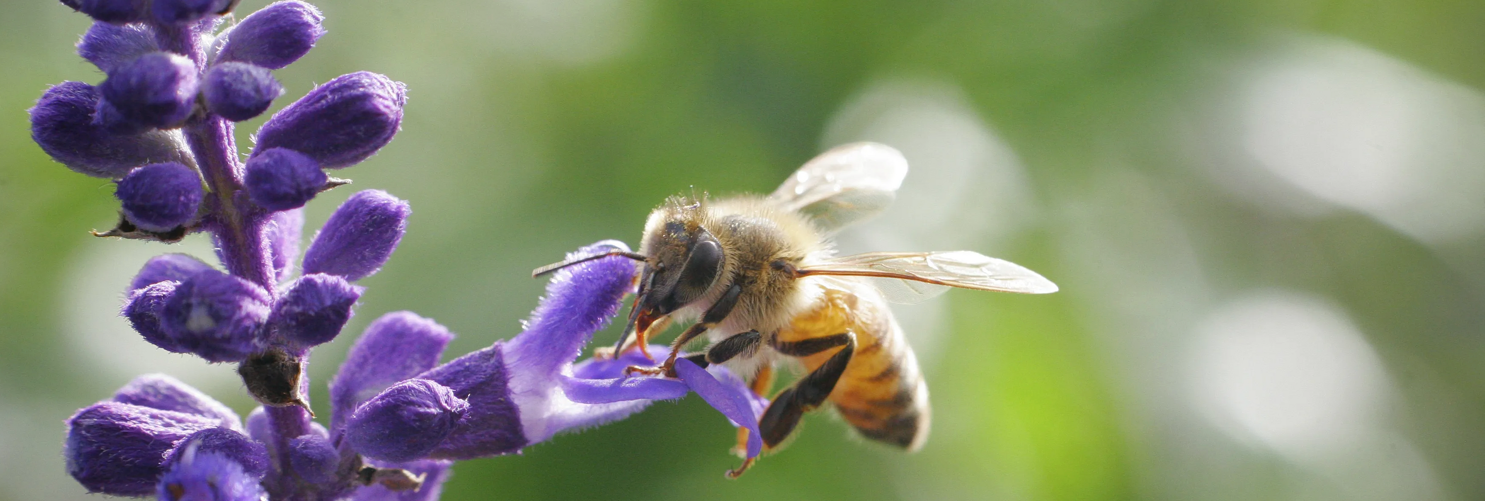 Helping out our pollinators