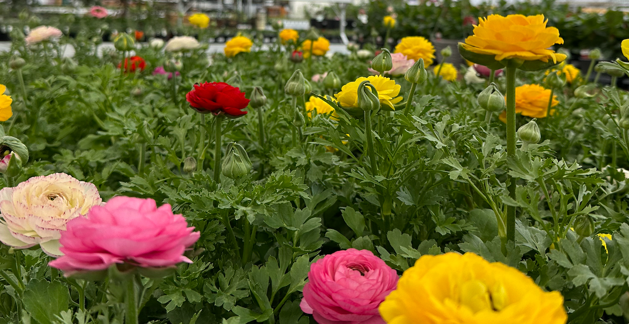 Ranunculus'