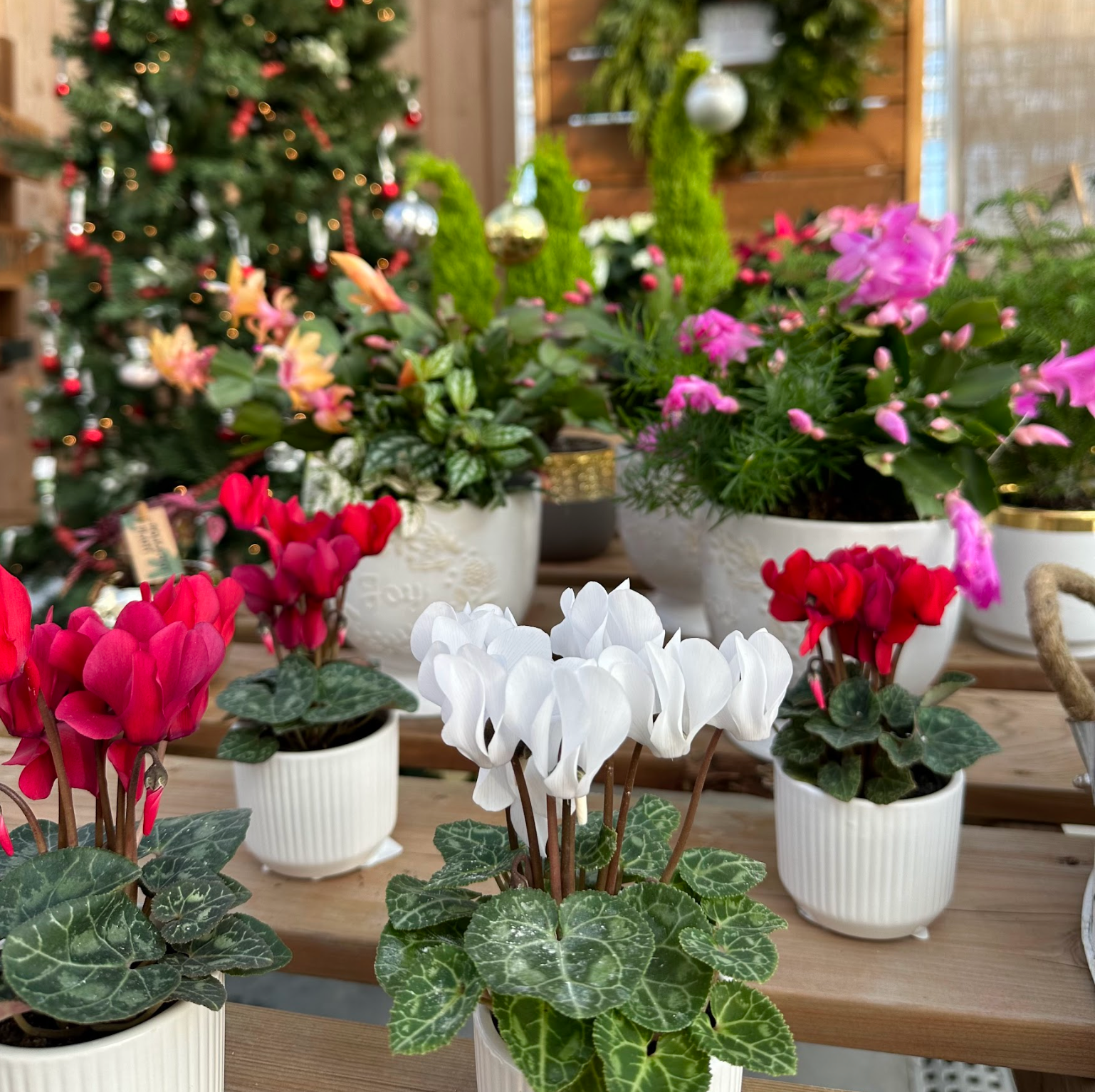 Christmas Plants