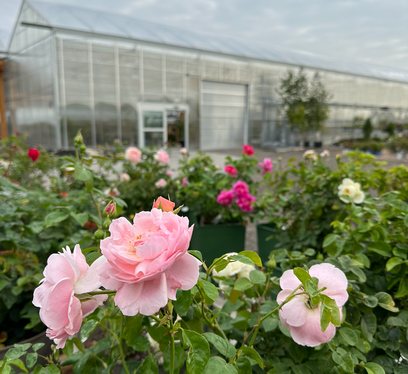 David Austin Roses
