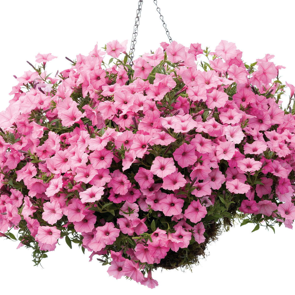 Hanging Baskets & Planters 