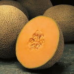Melon 'Cantaloupe'