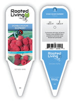 Raspberry 'Double Delight'