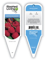 Raspberry 'Heritage'