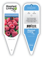 Raspberry 'Pathfinder'