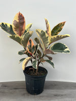 Rubber Ficus Tineke