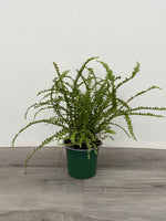 Button Fern - Assorted varieties