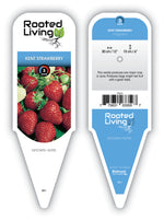 Strawberry 'Kent'