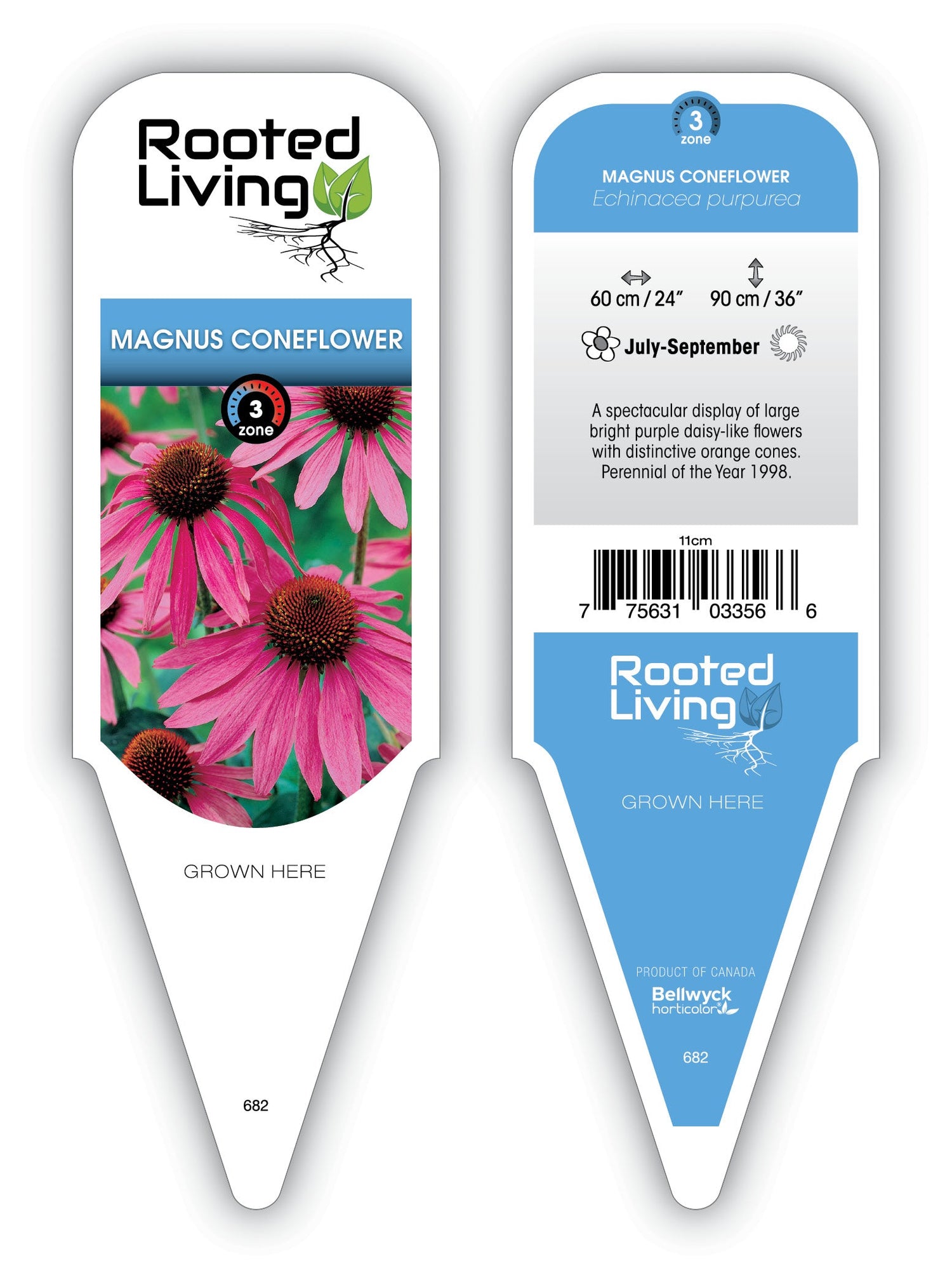 Echinacea 'Magnus'