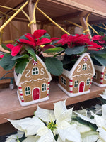 Gingerbread House w/ Poinsettia or Kalanchoe