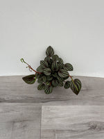 Peperomia 'Watermelon '