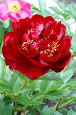 Peony 'Buckeye Belle'