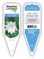 Balloon Flower 'Hakone White'