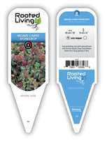 Sedum Stonecrop 'Bronze Carpet'