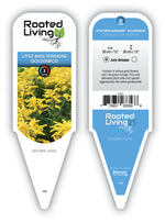 Solidago Goldenrod 'Little Miss Sunshine'