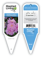 Chrysanthemum 'Morden Candy'