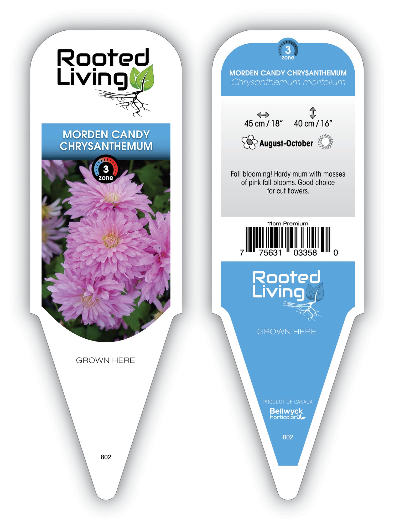 Chrysanthemum 'Morden Candy'