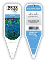 Delphinium 'Blue Elf'