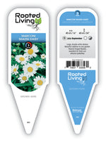 Leucanthemum Shasta Daisy 'Marconi'