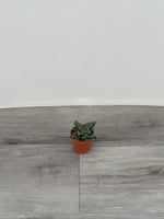 Succulent 'Tiger Jaw'