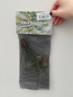 Tillandsia 'Air Plant' 3 Pkg.