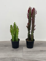 Euphorbia Trigona