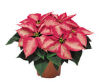 Poinsettia 'Ice Crystal'