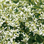Euphorbia 'Diamond Frost®