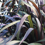 Grass 'Graceful Grasses® Vertigo®