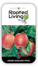 Apple Tree 'Dwarf Norland'