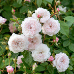 David Austin Rose 'The Albrighton Rambler'