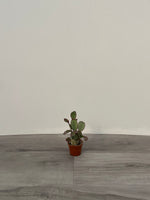 Easter Cactus