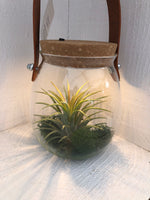 Air Plant in Glass with LED lid