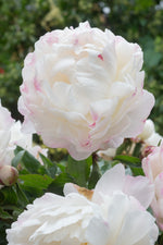 Peony 'Gardenia'