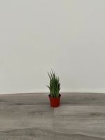 Sansevieria 'Mikado'