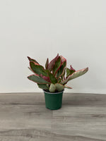 Ginny Pink Peperomia