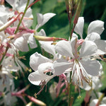 Guara 'Stratosphere™ White'