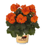 Geranium 'Savannah' Series