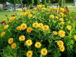 Heliopsis False Sunflower 'Summer Sun'