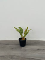 Ring of Fire var. Philodendron