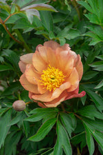 Peony Itoh 'Singing in the Rain'