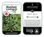 Elderberry 'American'