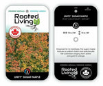 Maple 'Unity Sugar'