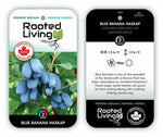 Haskap 'Blue Banana'