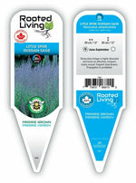 Perovskia Russian Sage 'Little Spire'