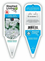 Phlox 'White Flame'