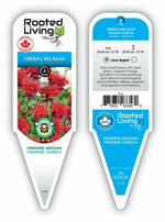 Monarda Bee Balm 'Fireball'