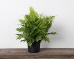 Blechnum 'Silver Lady Fern'