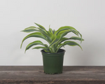 Warneckii 'Lemon Lime'